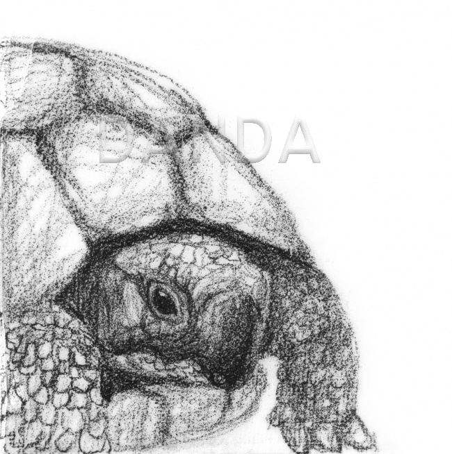 Alexandra Hesselmann Shop - Schildkröte 20 x 20 cm