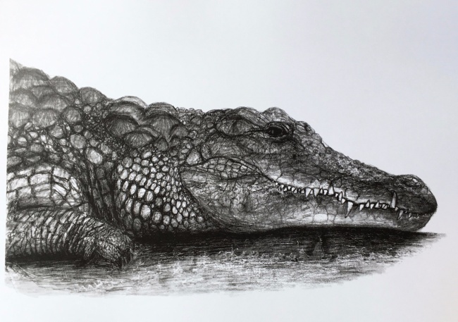 Alexandra Hesselmann Shop - Alligator