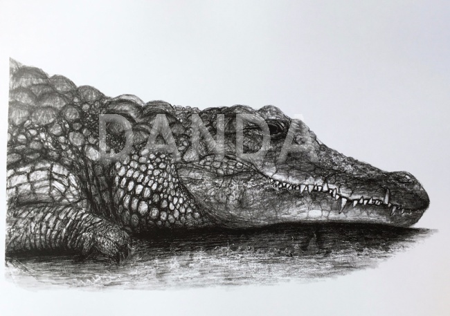 Alexandra Hesselmann Shop - Alligator