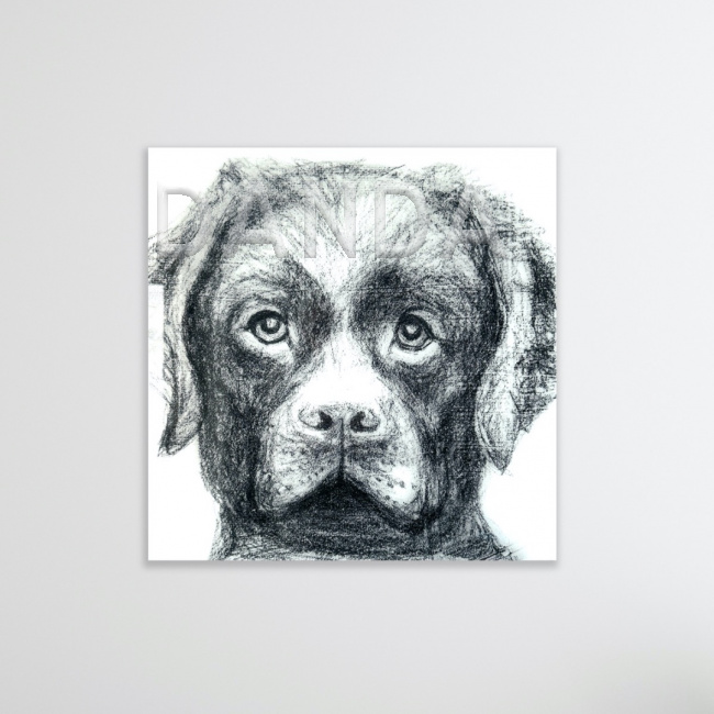 Alexandra Hesselmann Shop - Labrador 40 x 40 cm