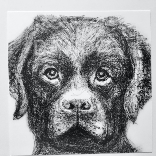 Alexandra Hesselmann Shop - Hund