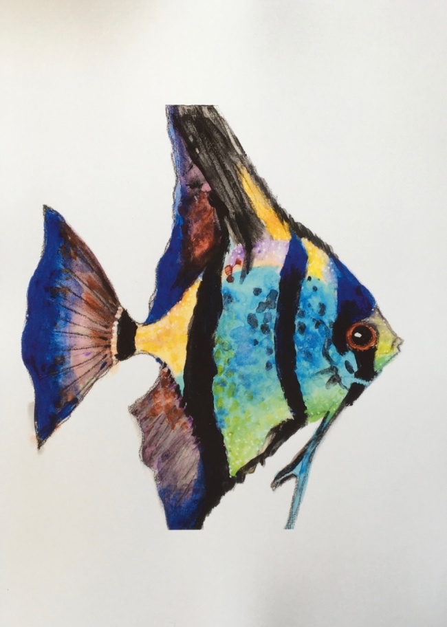 Alexandra Hesselmann Shop - bunter Fisch