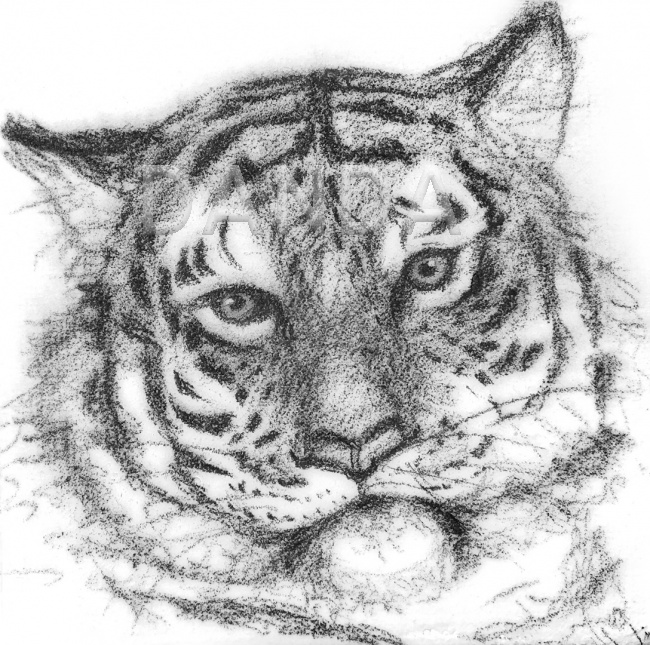Alexandra Hesselmann Shop - Tiger 40 x 40 cm